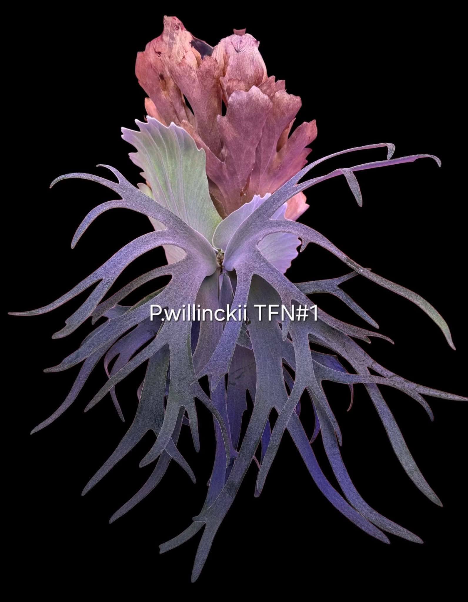 ?P.Willinckii CV. TFN#1 ?