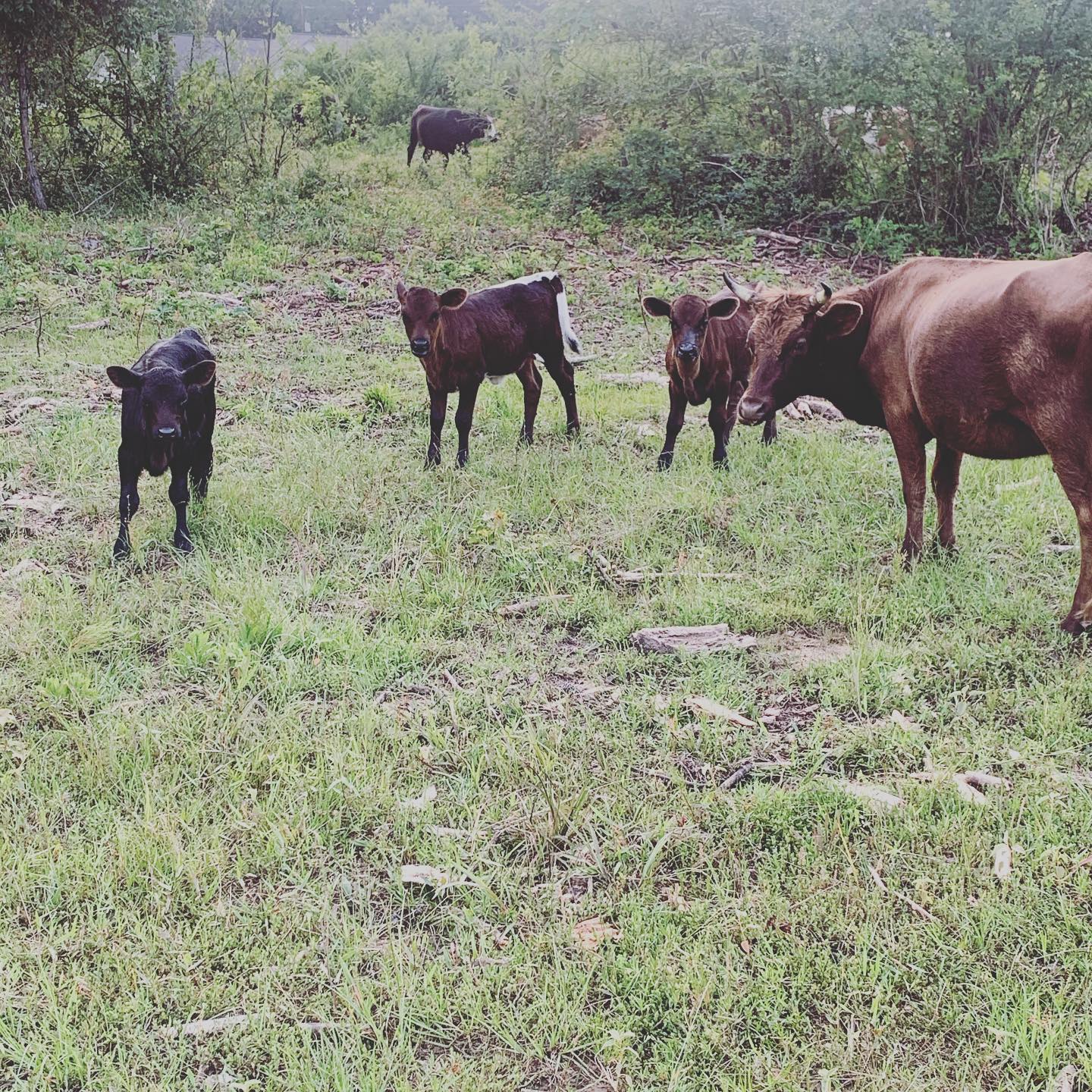 This has been an exciting spring here... - Dutch Spring Farm