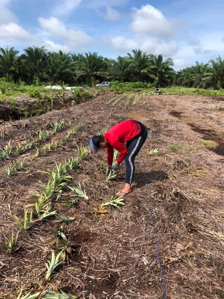Lembaga Perindustrian Nanas Malaysia Negeri Sarawak Facebook