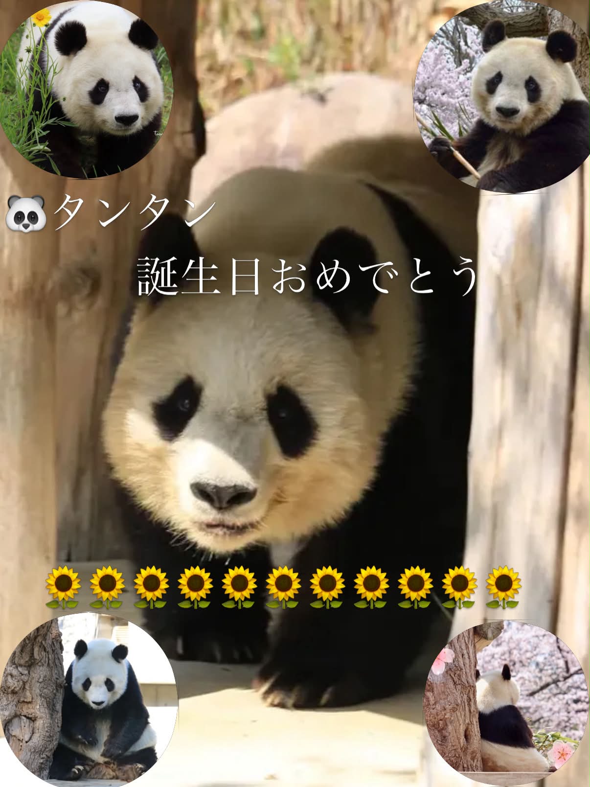 万博の中国館🇨🇳で購入したパンダ🐼さん 花花（ファーファ）の