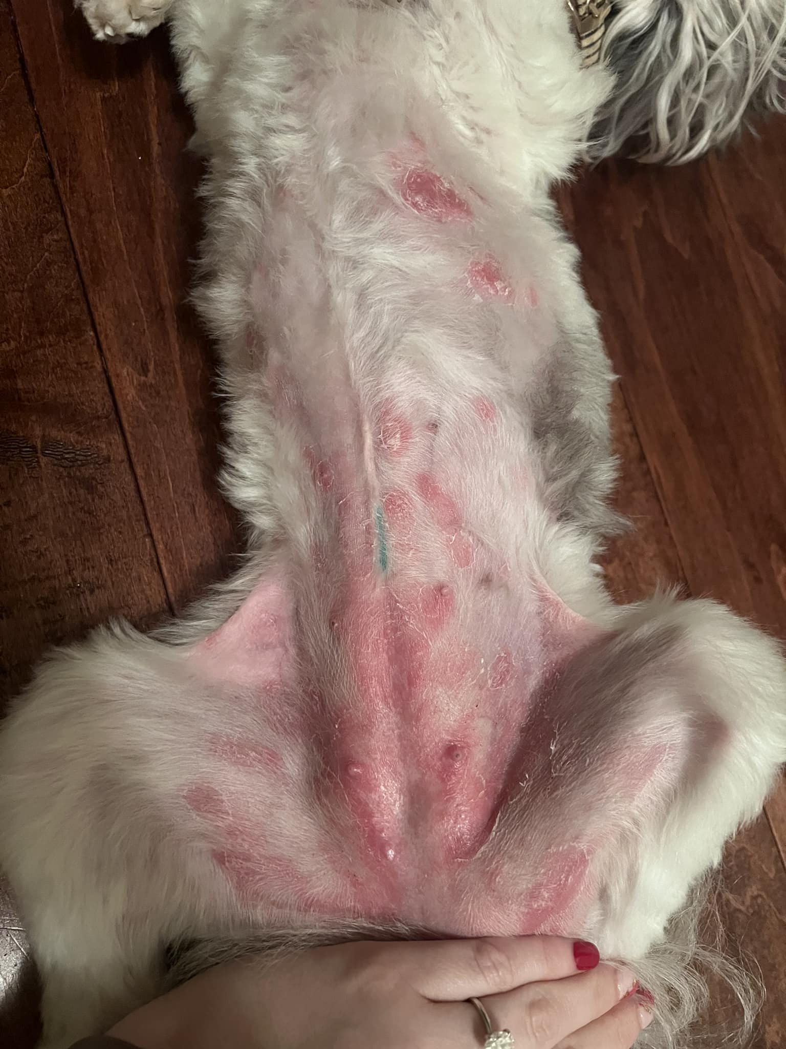 Anyone have any ideas what this rash could be? My dog has seen the vet twice