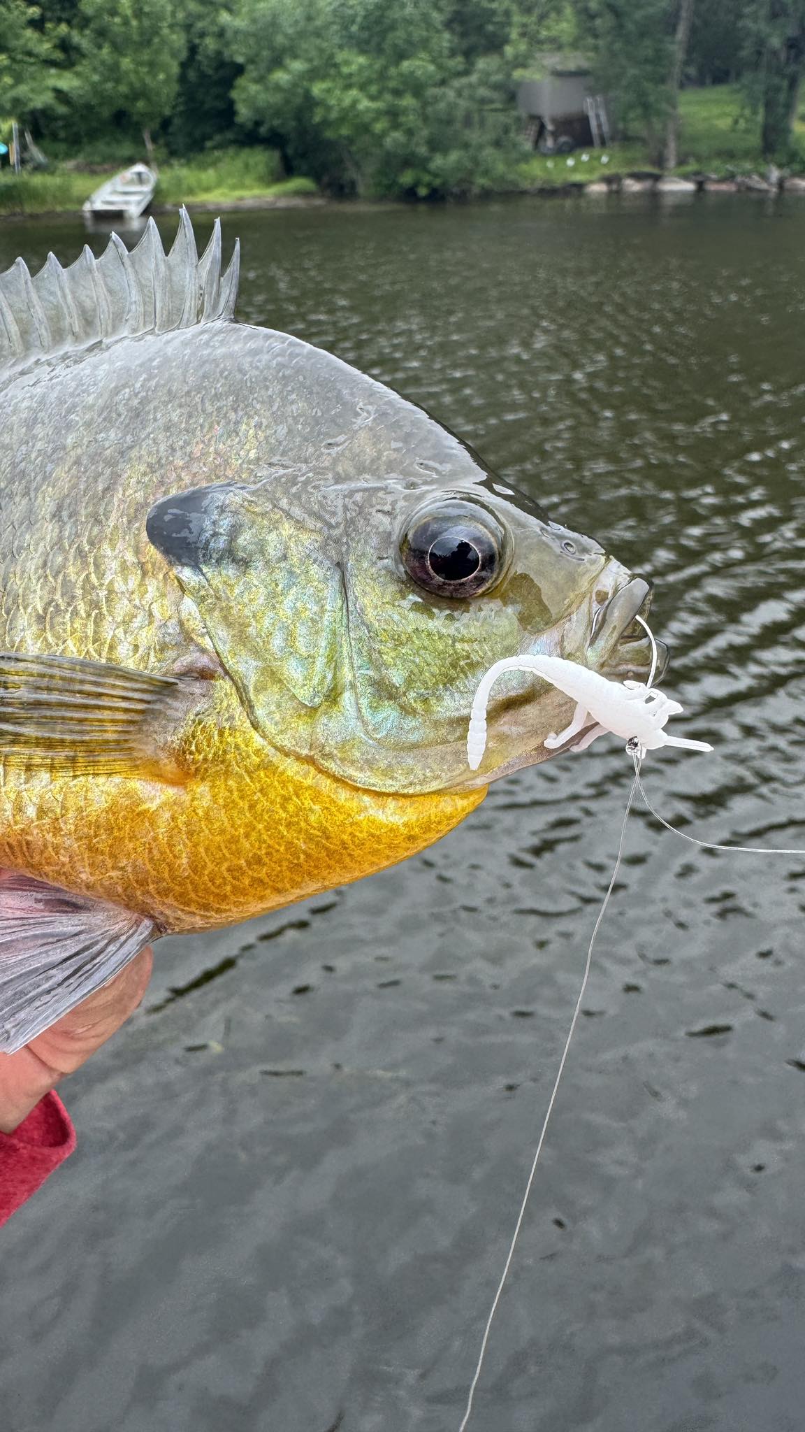 csr3 fly reel Ross Cimarron - 4/5 These reels feature the Length:36 Rod Holder Fishing Equipment Ace Spinnerbait