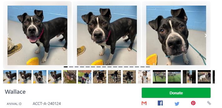 Dogs at risk of euthanasia in Philadelphia, PA