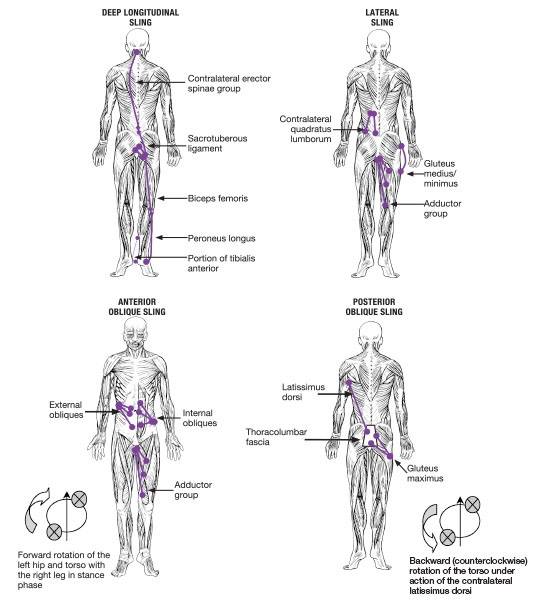 David Weinstock - The anterior and posterior muscles can... | Facebook