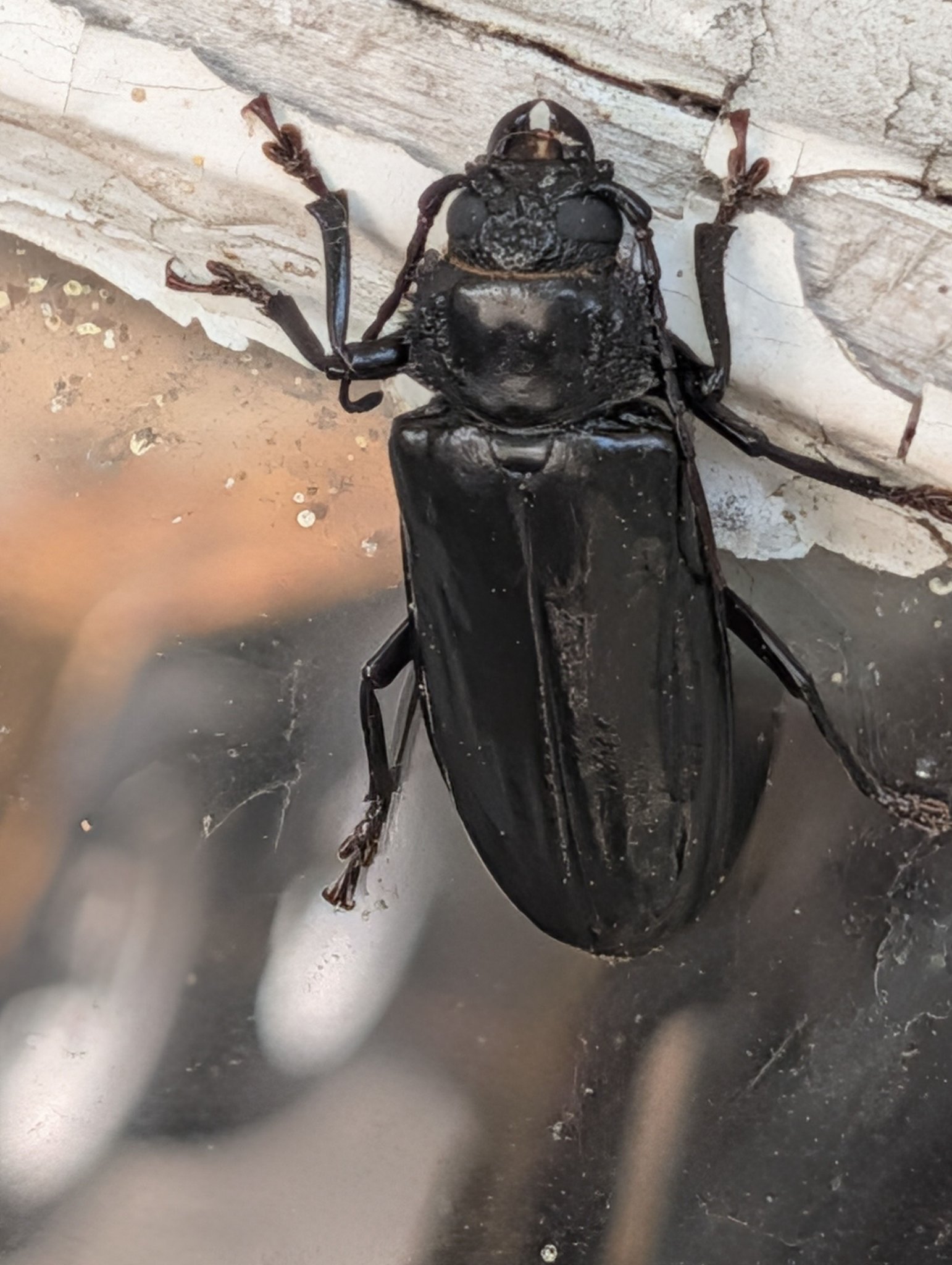 What type of large beetle is found in Columbus, GA?