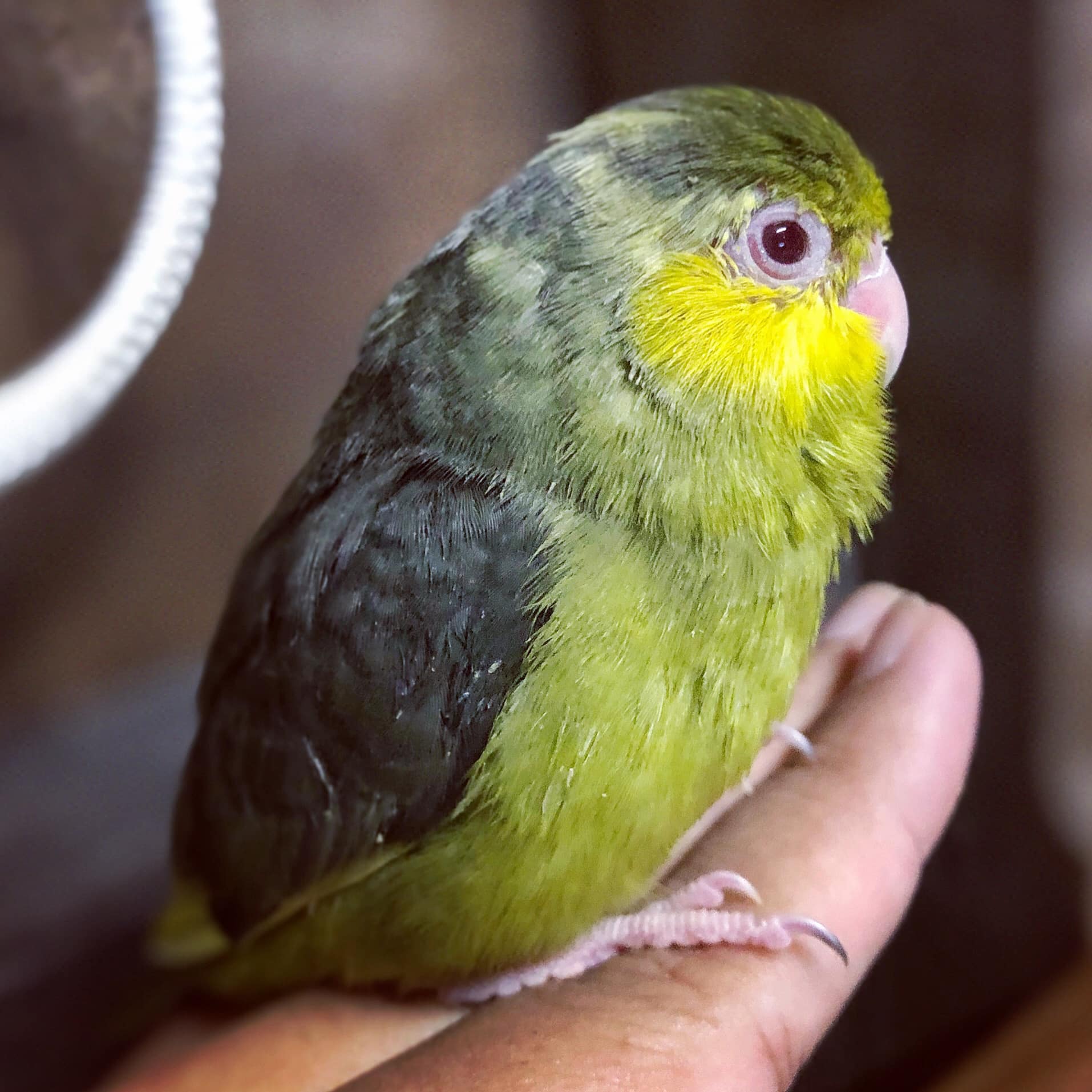 สองพี่น้องตัวกล... - Rose Gold Beak and Matong’s little forest | Facebook