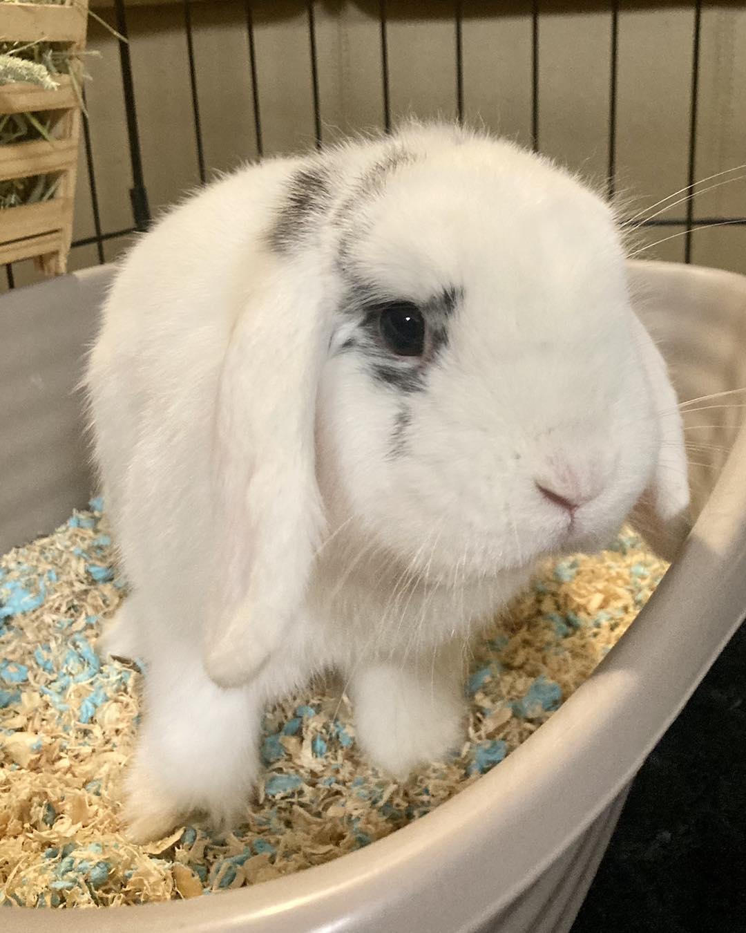 **Adopted!** Welcome... - Boomer's Best Buddies Rescue
