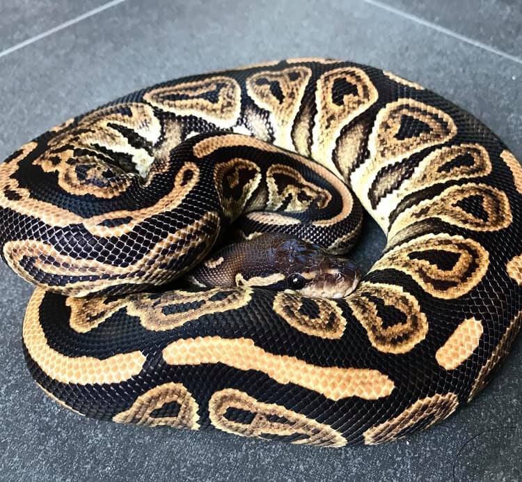 Morph Mutation - โชว์ตัวลูกสาวน่อยกินดีๆต่อไปแบบนี้เรื่อยไป...