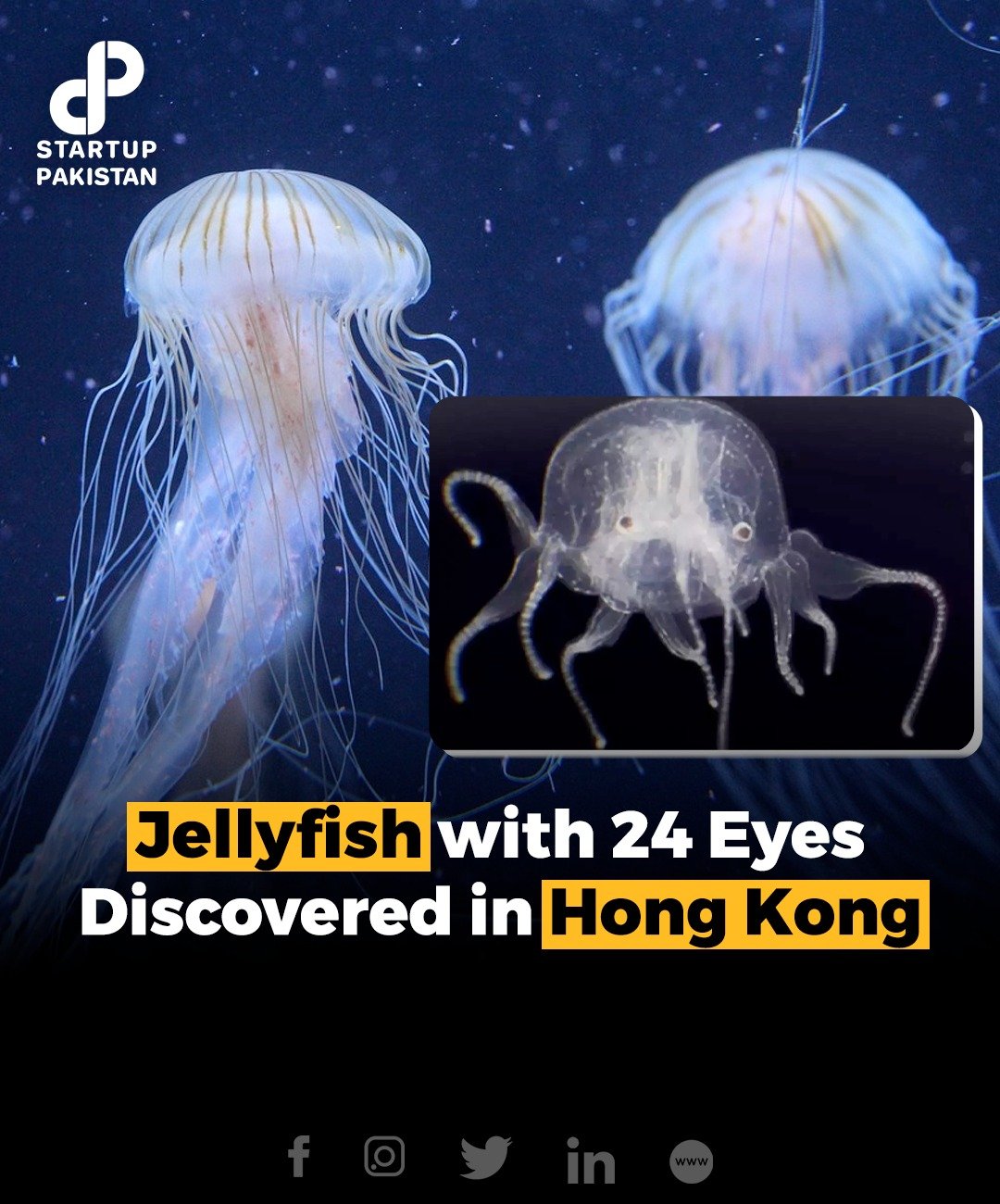 In Mai Po Nature Reserve, researchers from Hong Kong Baptist
