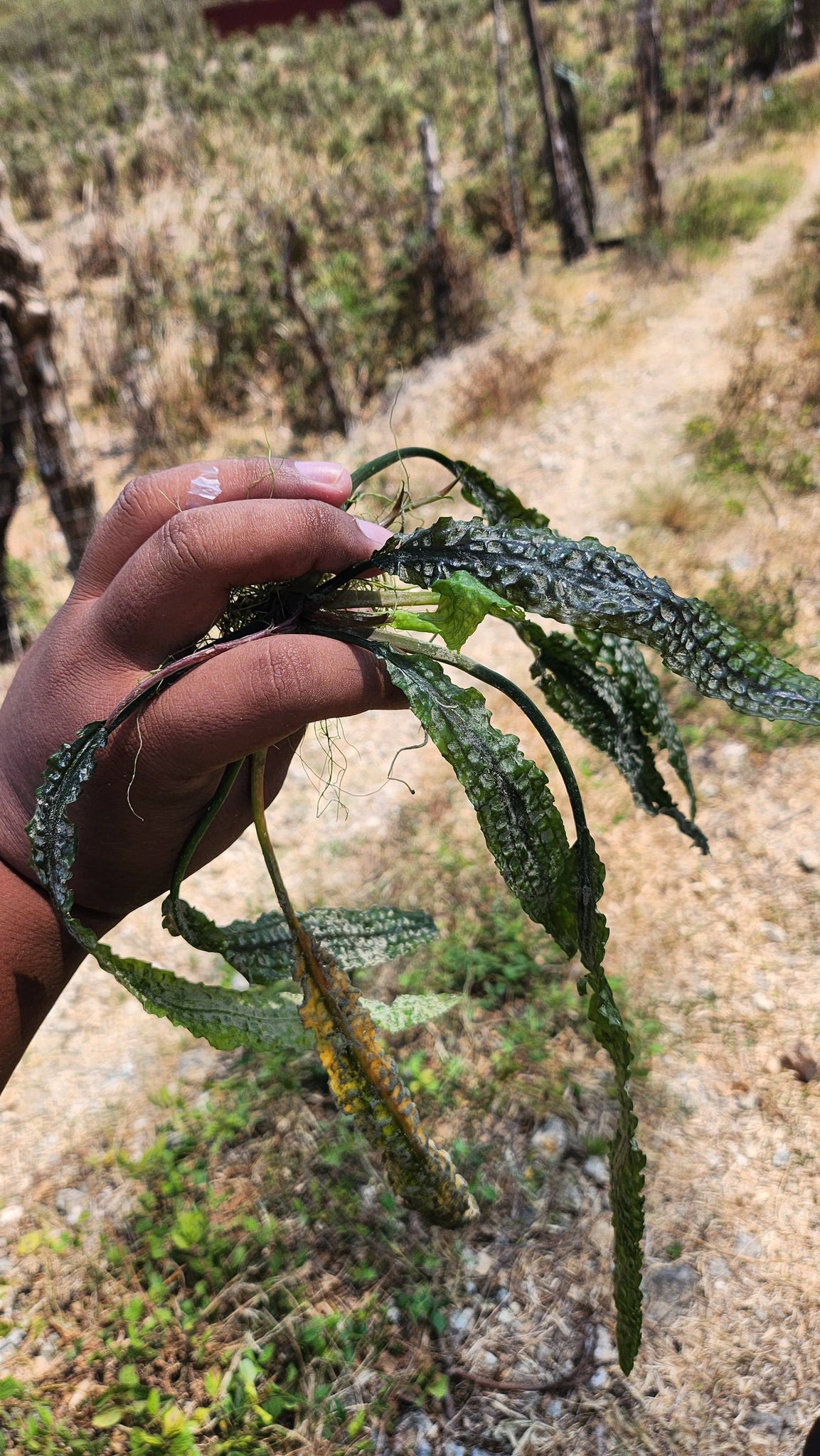 Cryptocoryne species found in Masbate