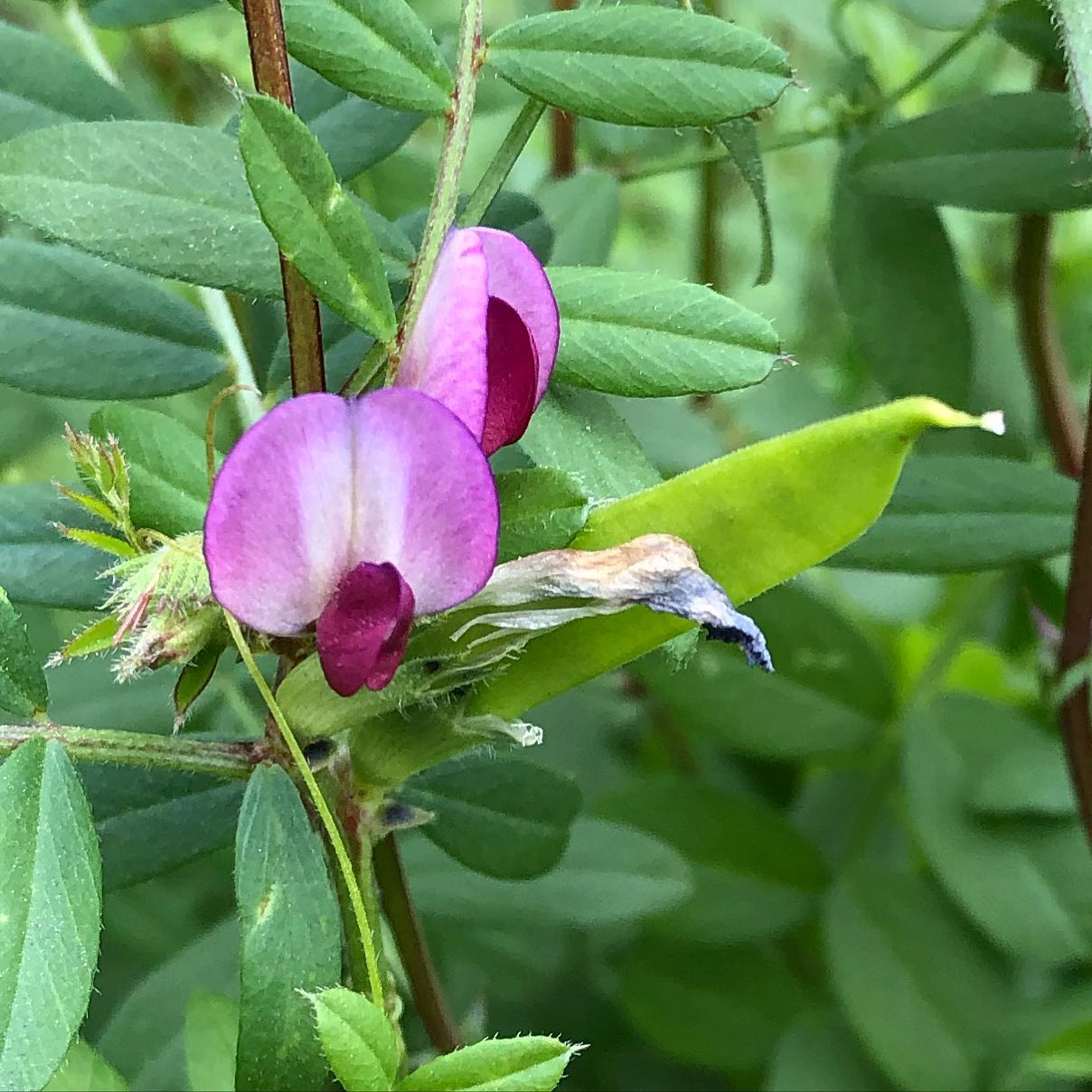 Ohshima - #Urticales #Cannabaceae #Aphananthe aspera (Thunb.) Planch. # ...