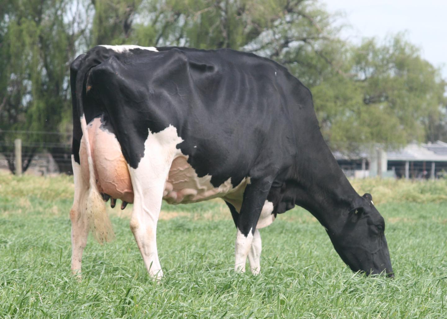 From one of the hottest families... - Profit-a-Bull Genetics | Facebook