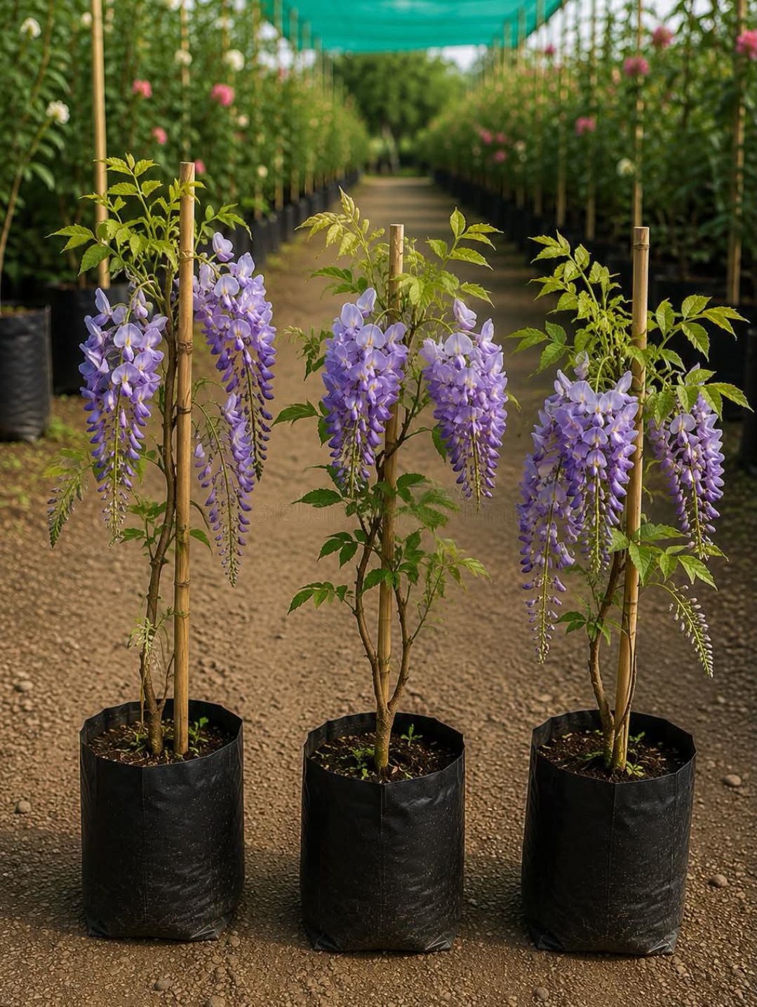 Wisteria plants available 070186 32716