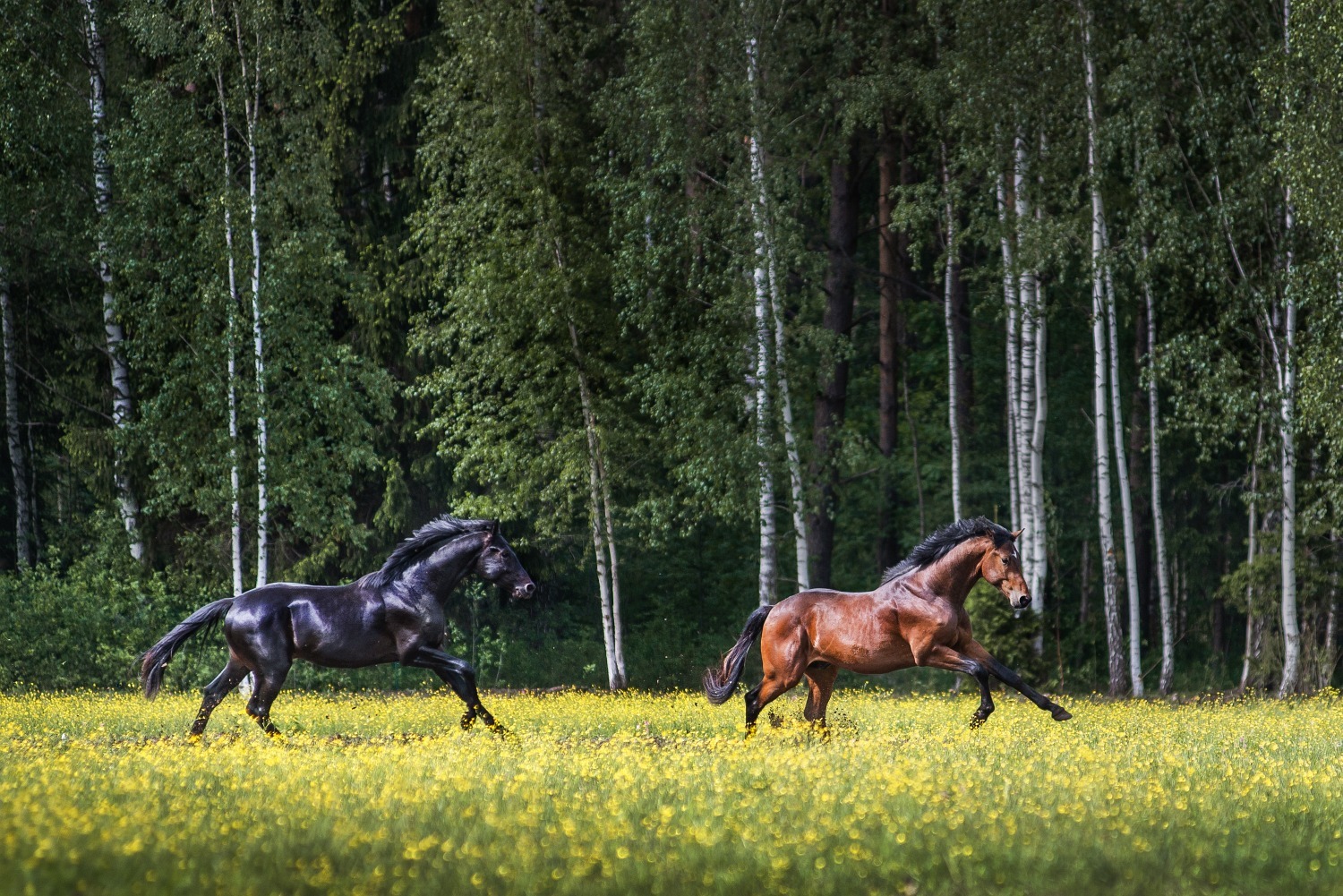 Black Horse stables Home Facebook