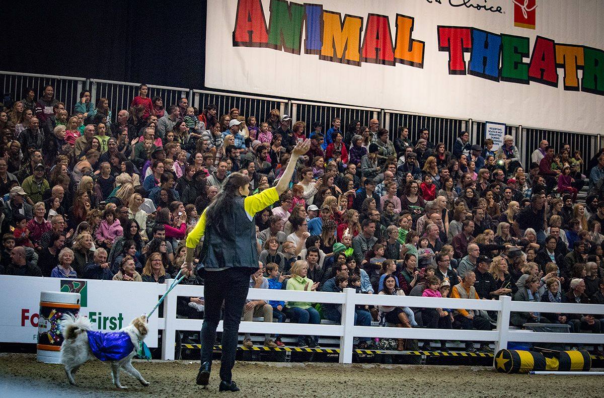 SuperDogs at the Royal Manitoba Winter Fair!