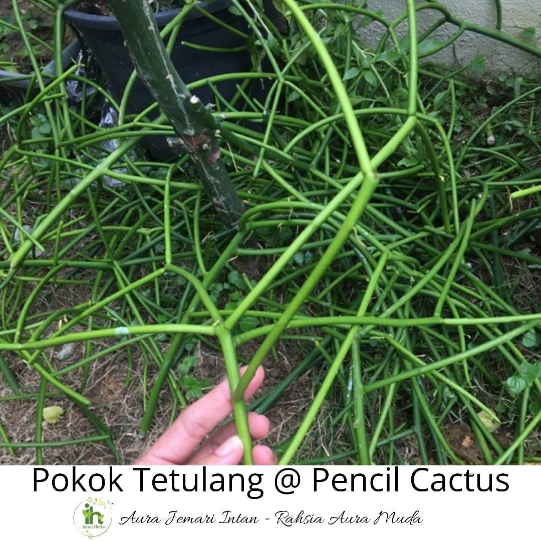 Penjagaan Bersalin Intan Herbs Pengenalan 1 Pokok Patah Tulang Adalah Sejenis Tanaman Yang Mudah Hidup Di Tanah Yang Mendapat Cahaya Matahari Atau Tempat Terbuka Yang Lapang Dan Luas 2 Nama Saintifiknya