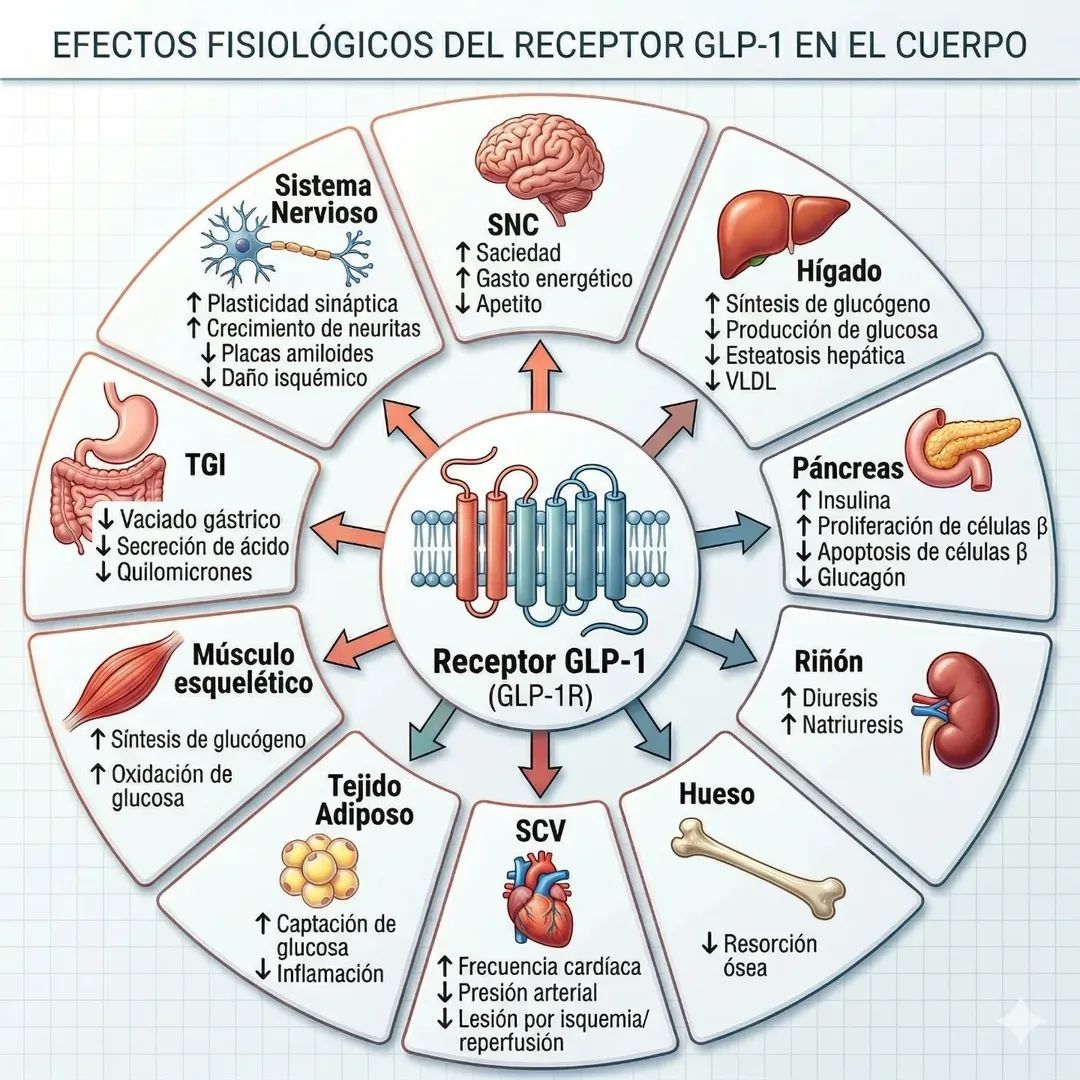 glp 1 como funciona Por Qué No Me el GLP-1: Causas y Soluciones GLP-1 Explicado: Qué es, Cómo