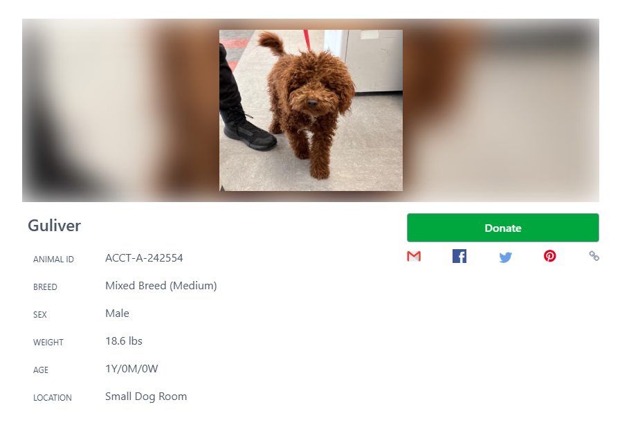 Philadelphia, PA animal rescue needs foster care
