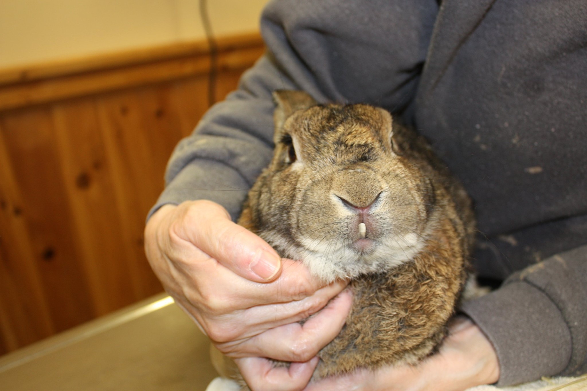 Saber Toothed Rabbit
