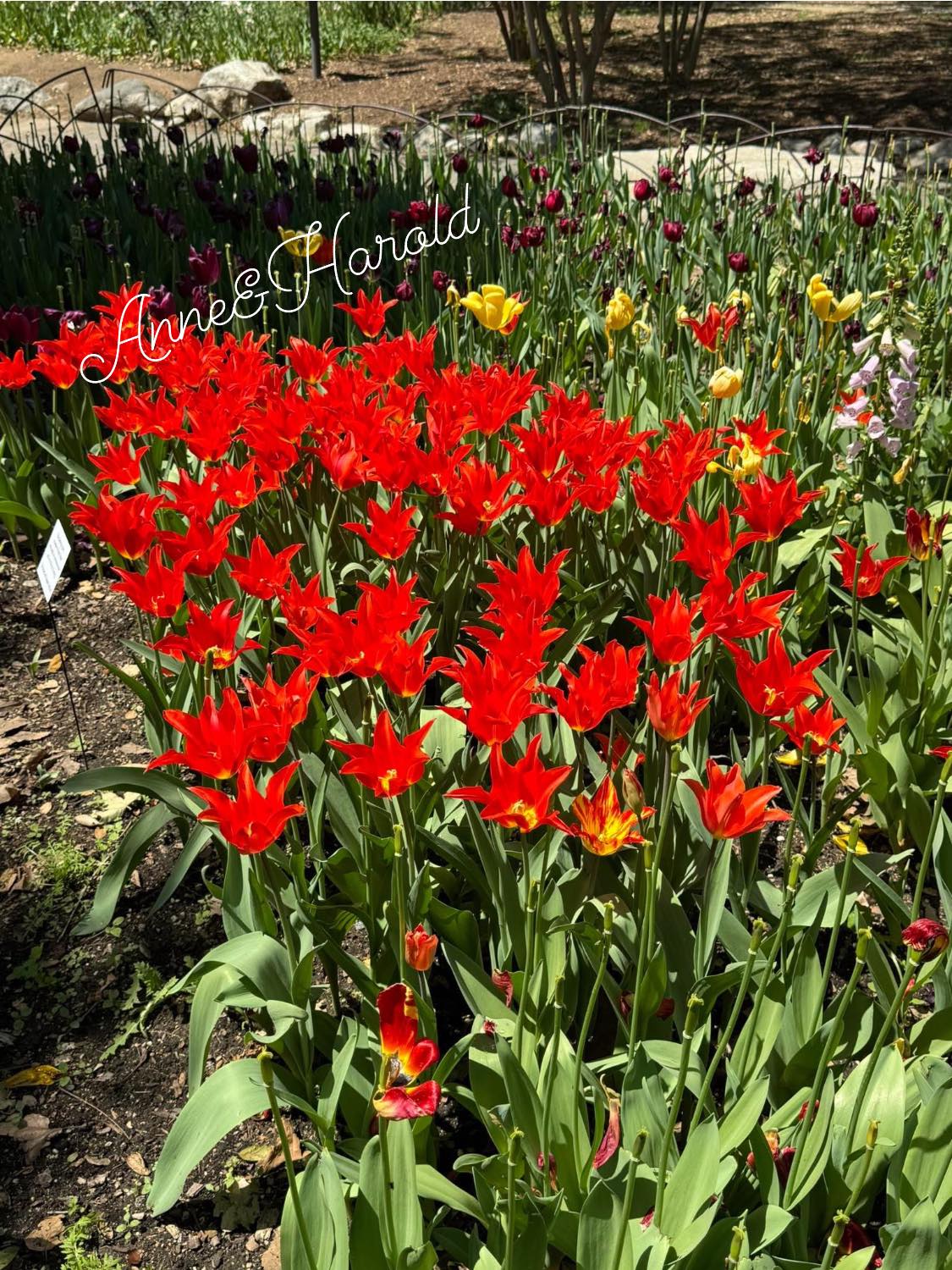 ?Scientific name:Tulipa?tulip are plant of the genus Tulipa in 