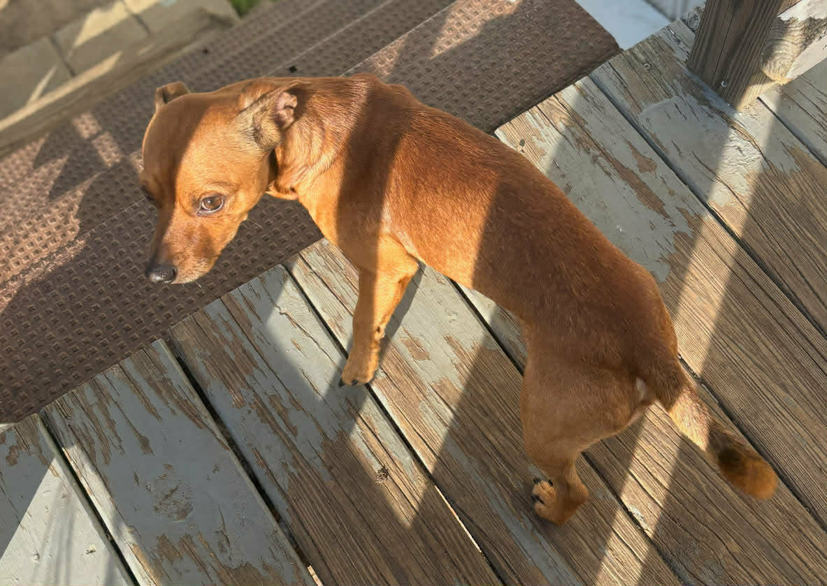 Critical condition, Robyn- needs us to save her