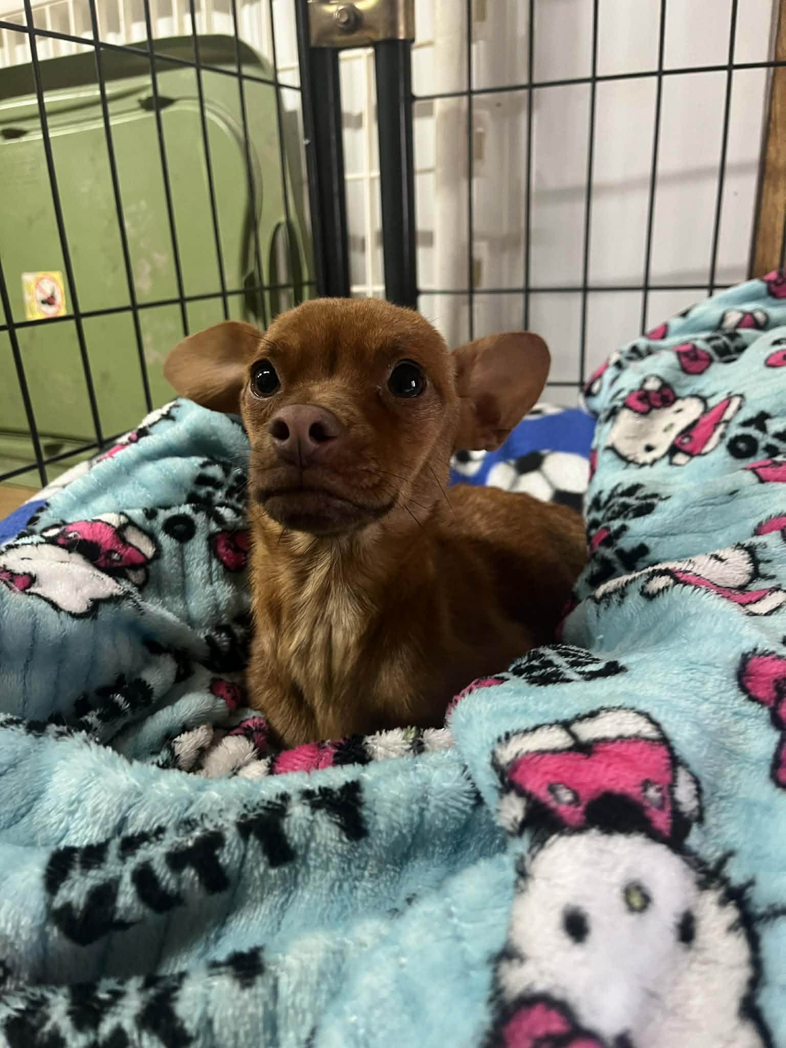 Critical condition, Robyn- needs us to save her