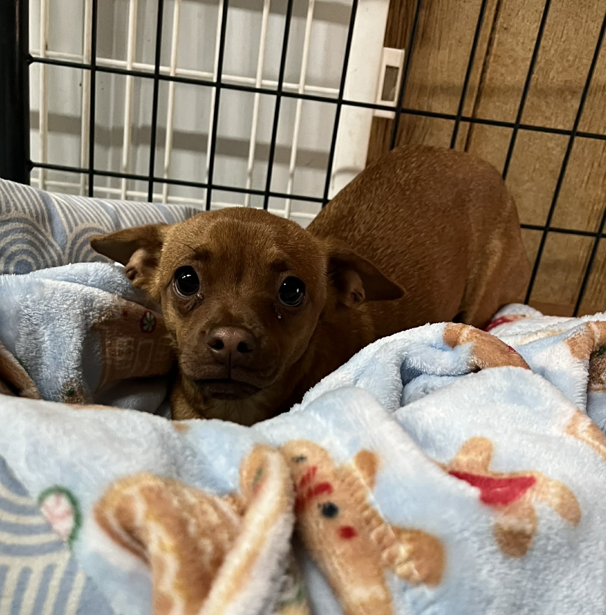 Critical condition, Robyn- needs us to save her