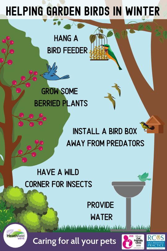 Heathfield Vets - 🐦 How You Can Help Garden Birds in Winter 🐦 Hang a ...
