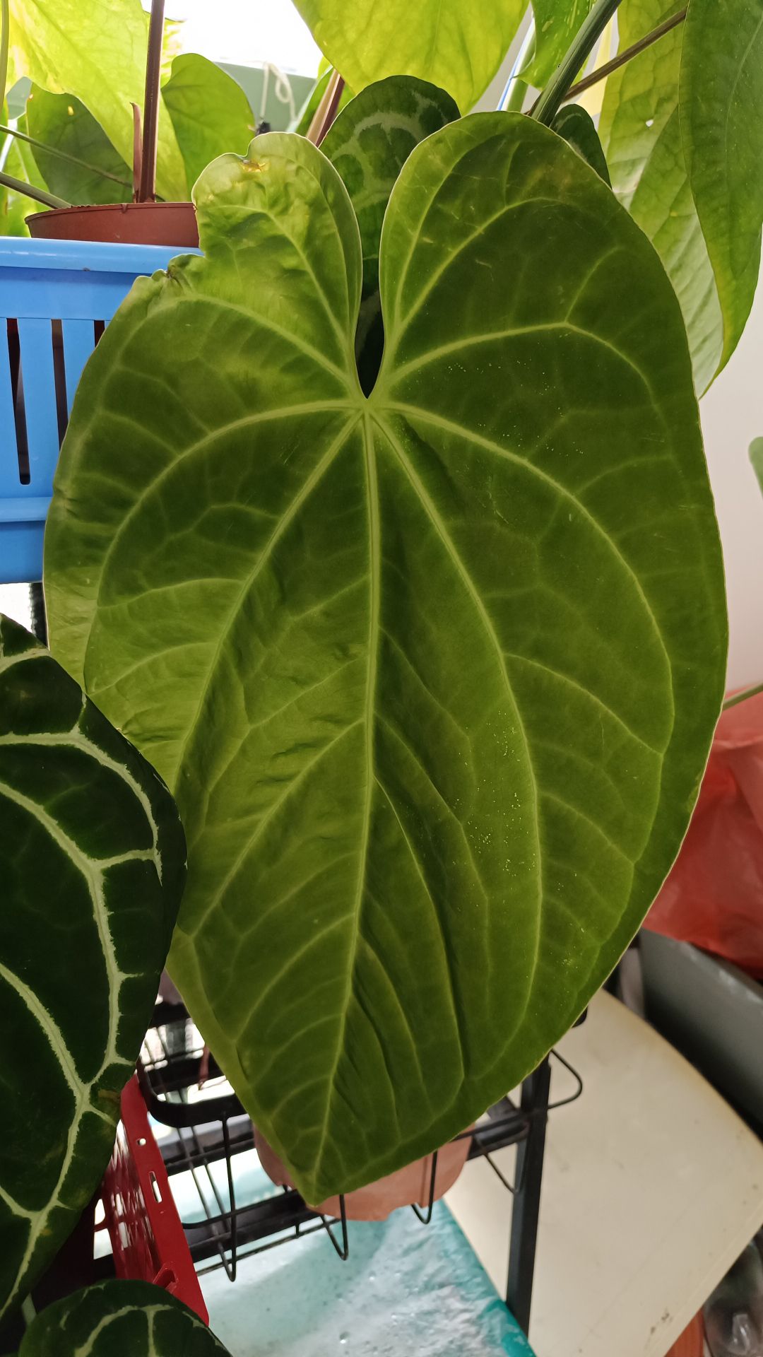 Anthurium green mamba x papi var ginormous leaf! Still not the