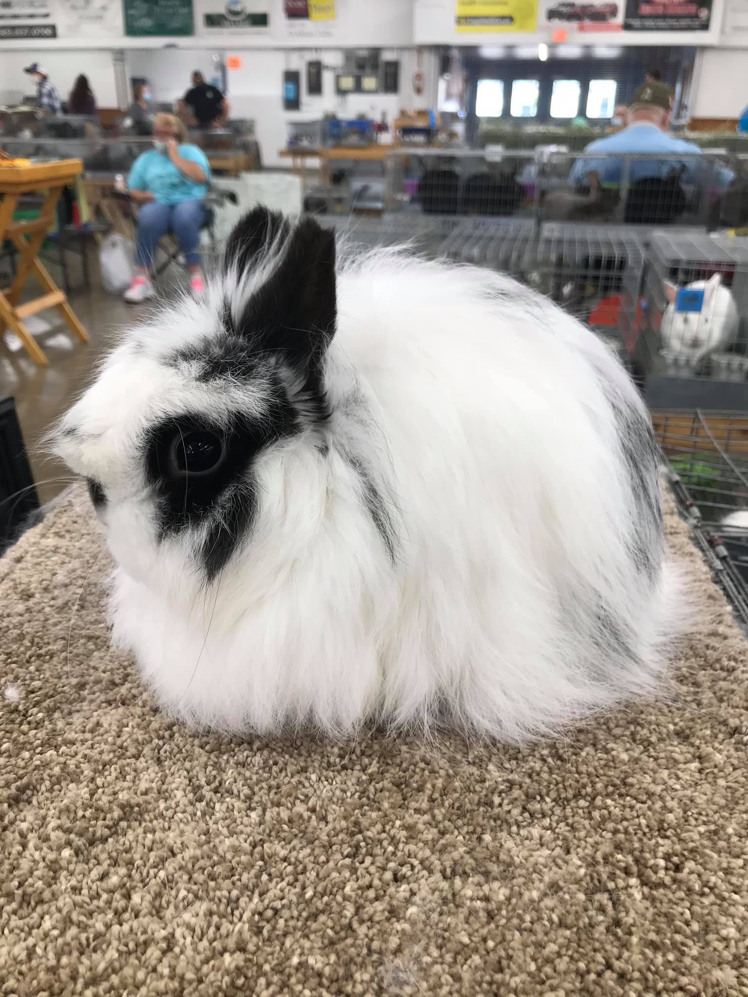 Kelly's Rabbitry