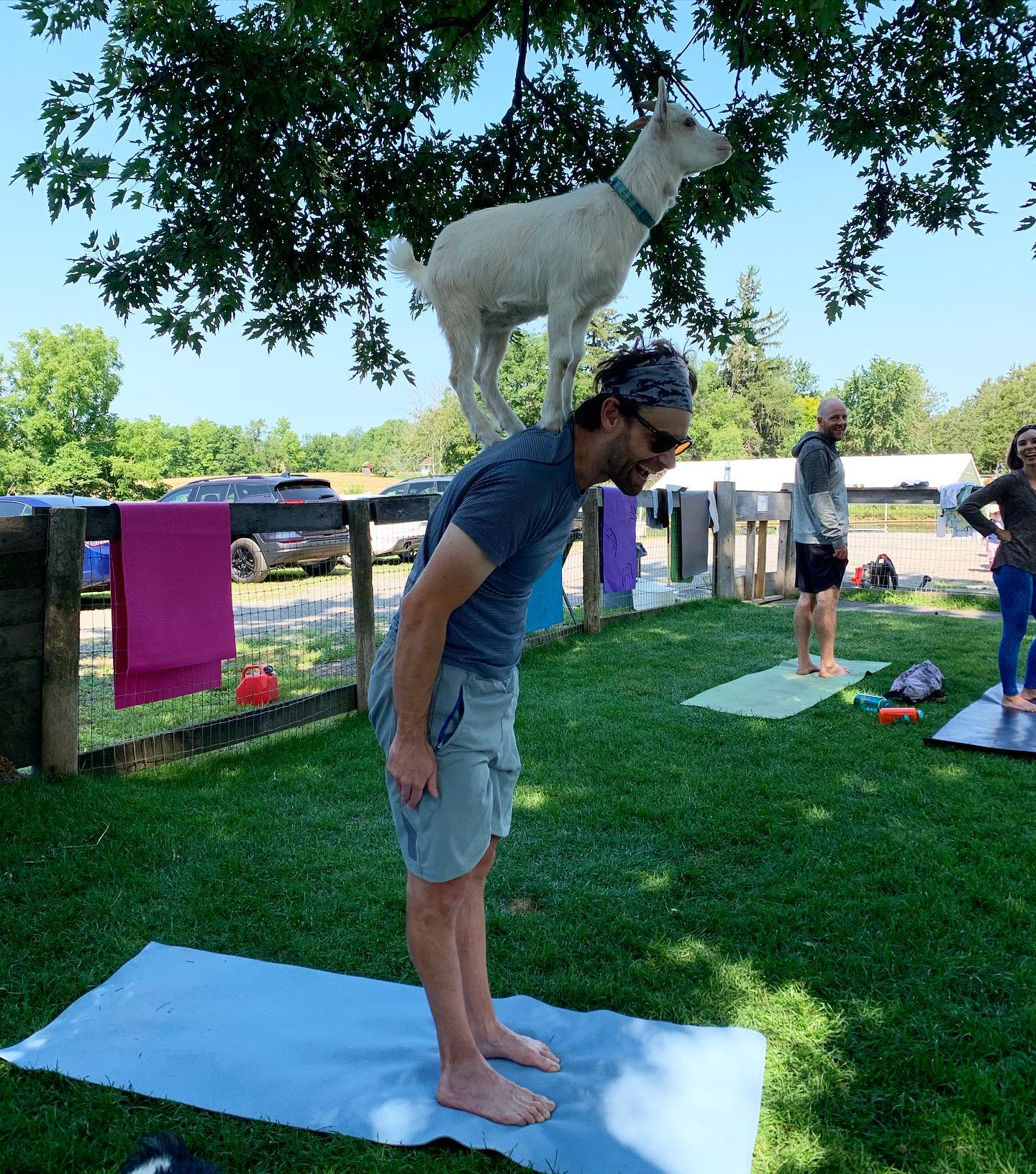 Triple - 🚨 DID YOU KNOW 🚨 As all domestic breeds of goats are descended ...