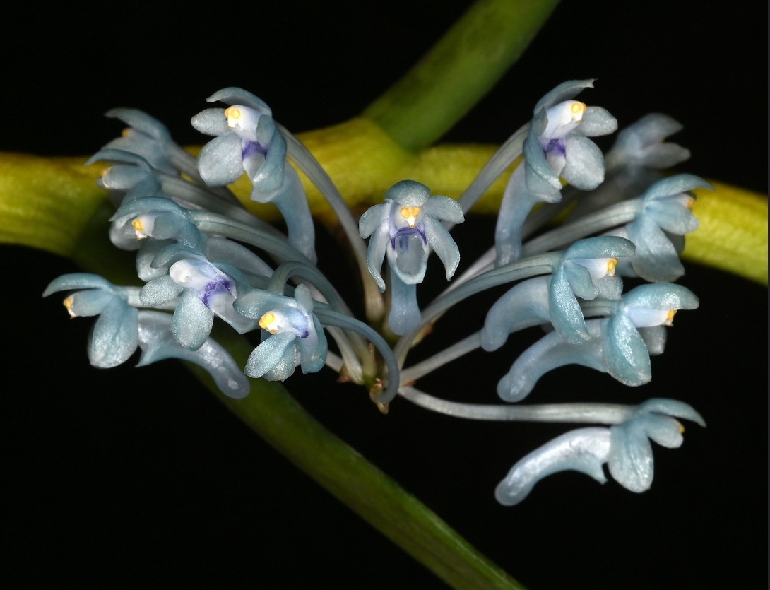 Cleisocentron malipoensis orchid from China