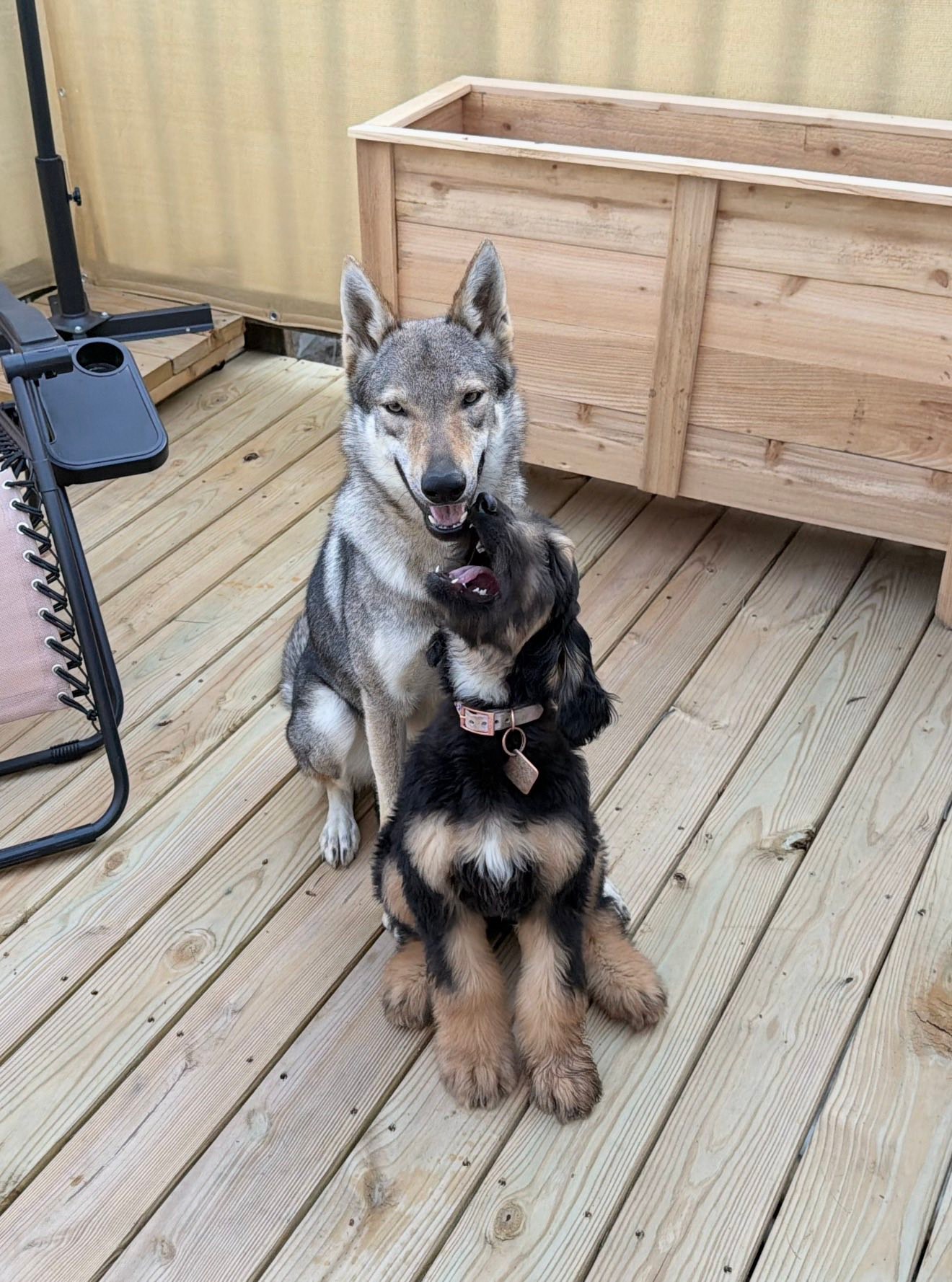 Czechoslovakian vlciak and afghan hounds