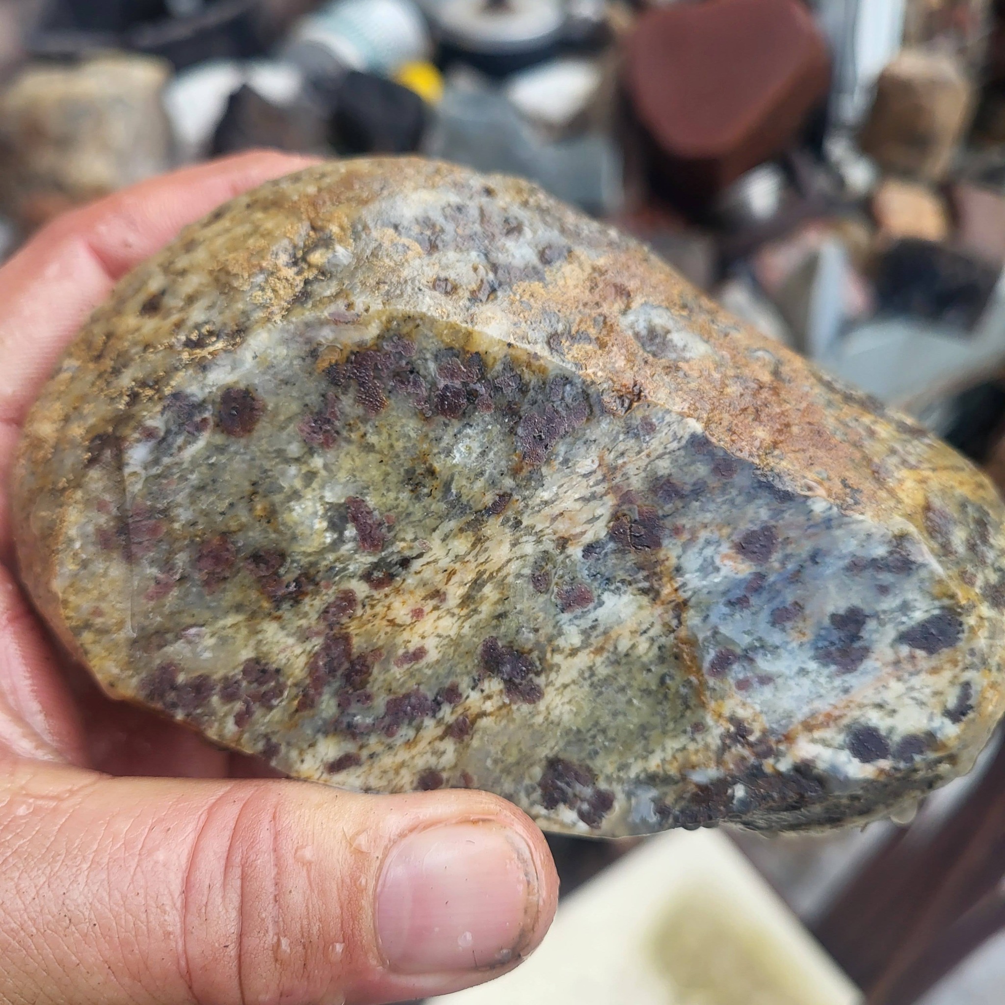 Fresh off the saw. Found this at work on a gravel road in Renville