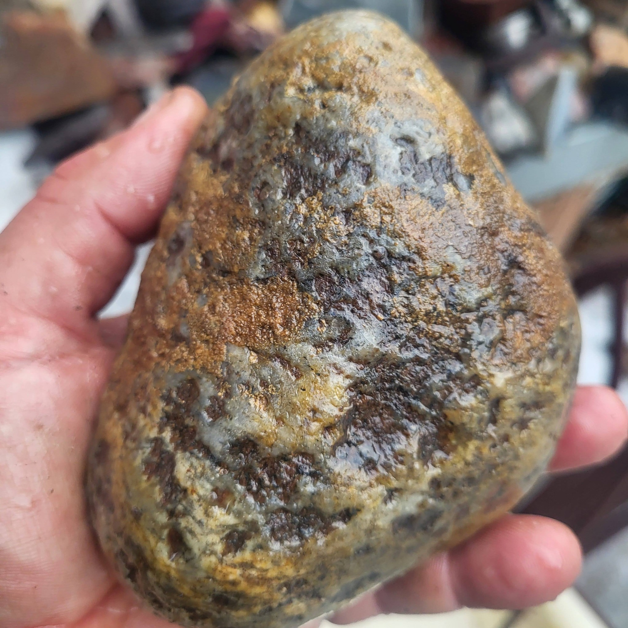 Fresh off the saw. Found this at work on a gravel road in Renville