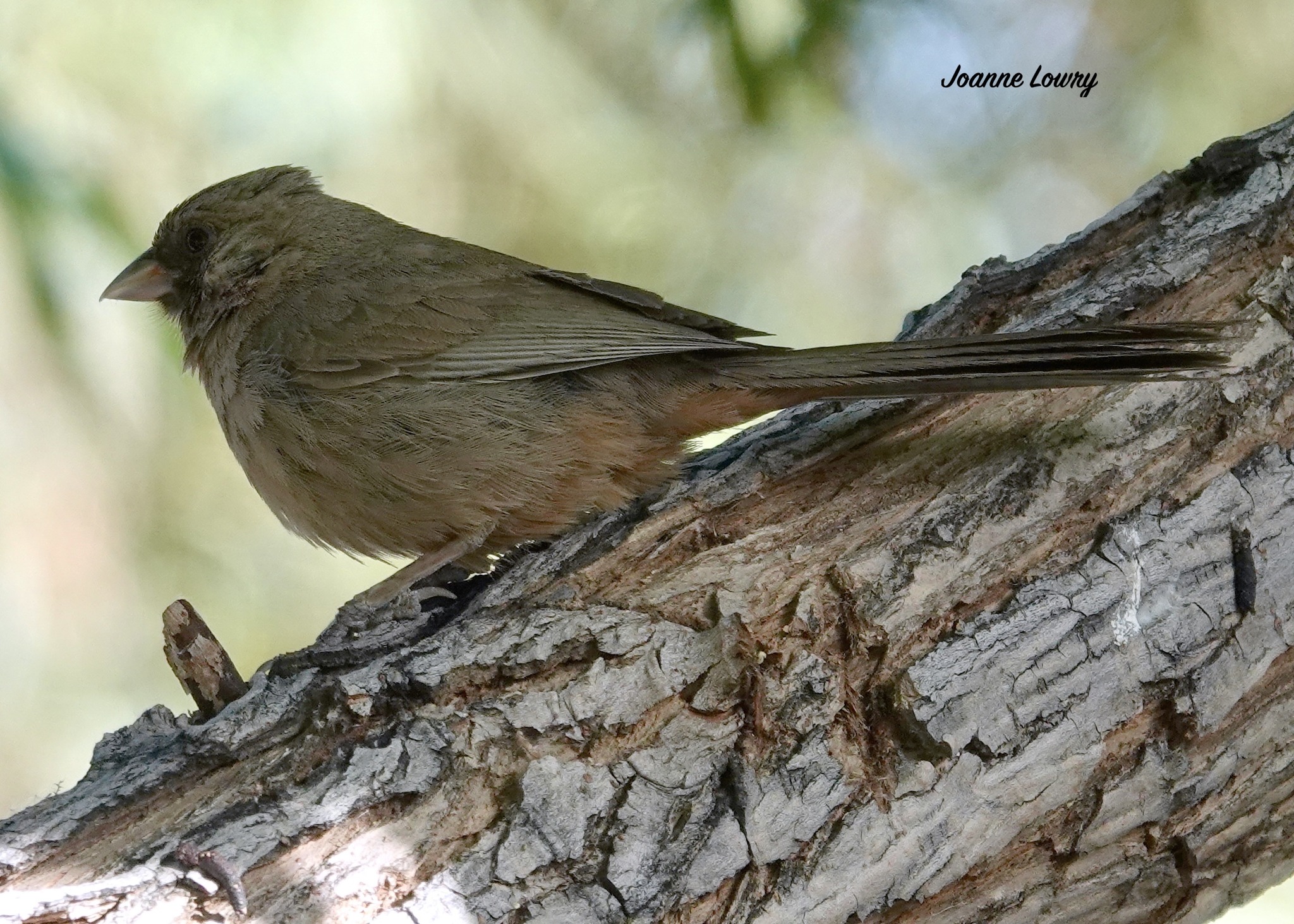 Abert's towhee in Glendale, Arizona.
