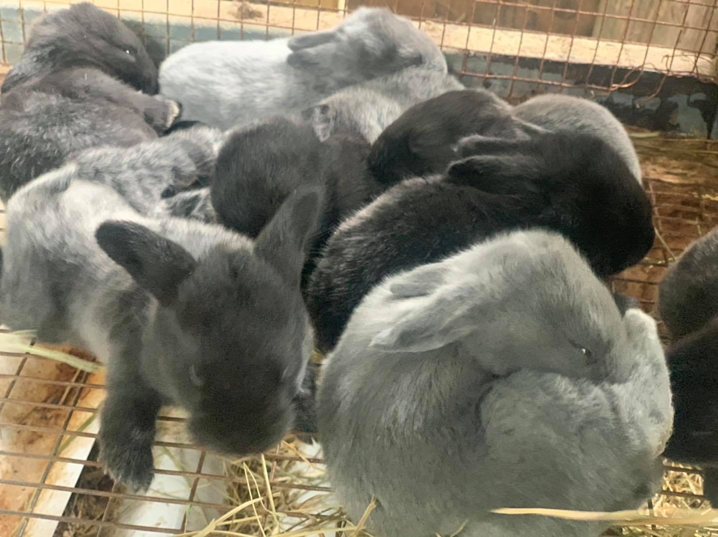 Spirit of the Mountain Rabbits | Saint Johns AZ