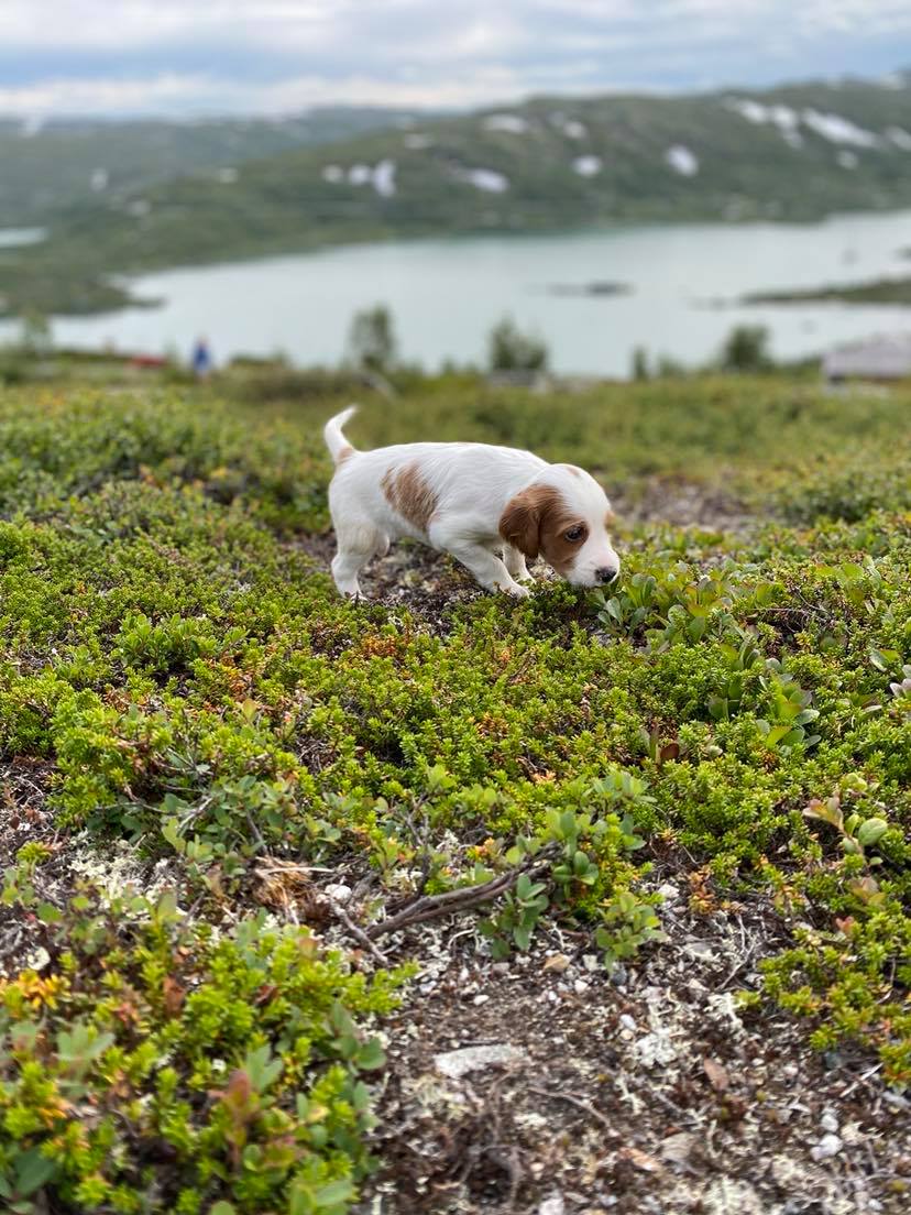 Irsk rød og hvit setter - kennel Alvertoppen | Tertnes