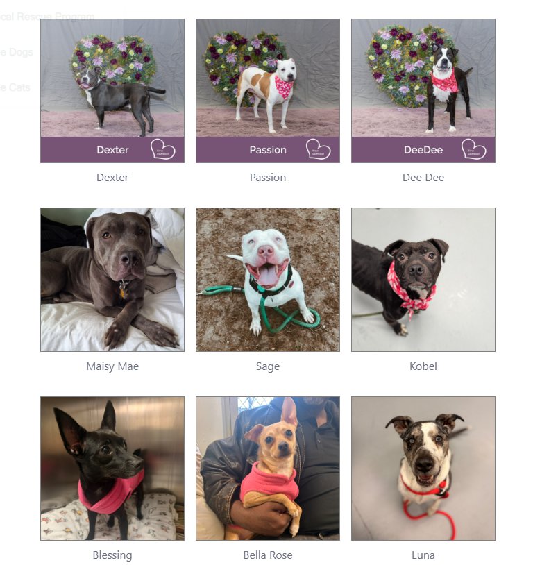 Animals at risk for euthanasia in Philadelphia, PA