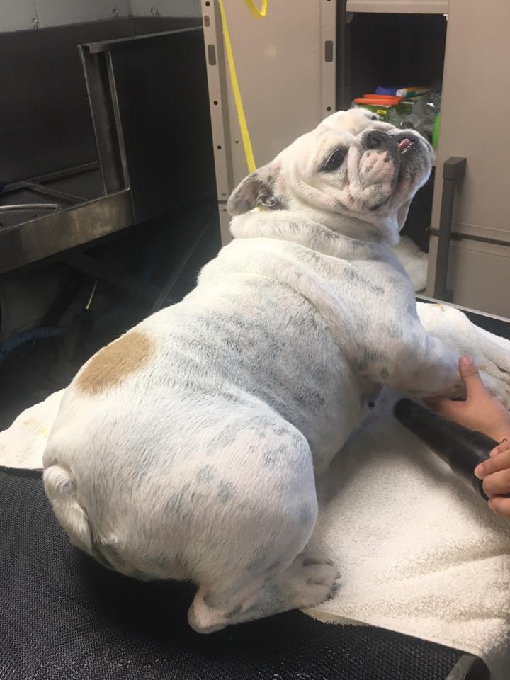 RC Kennels Grooming &amp;... - RC Kennels Grooming &amp; Daycare