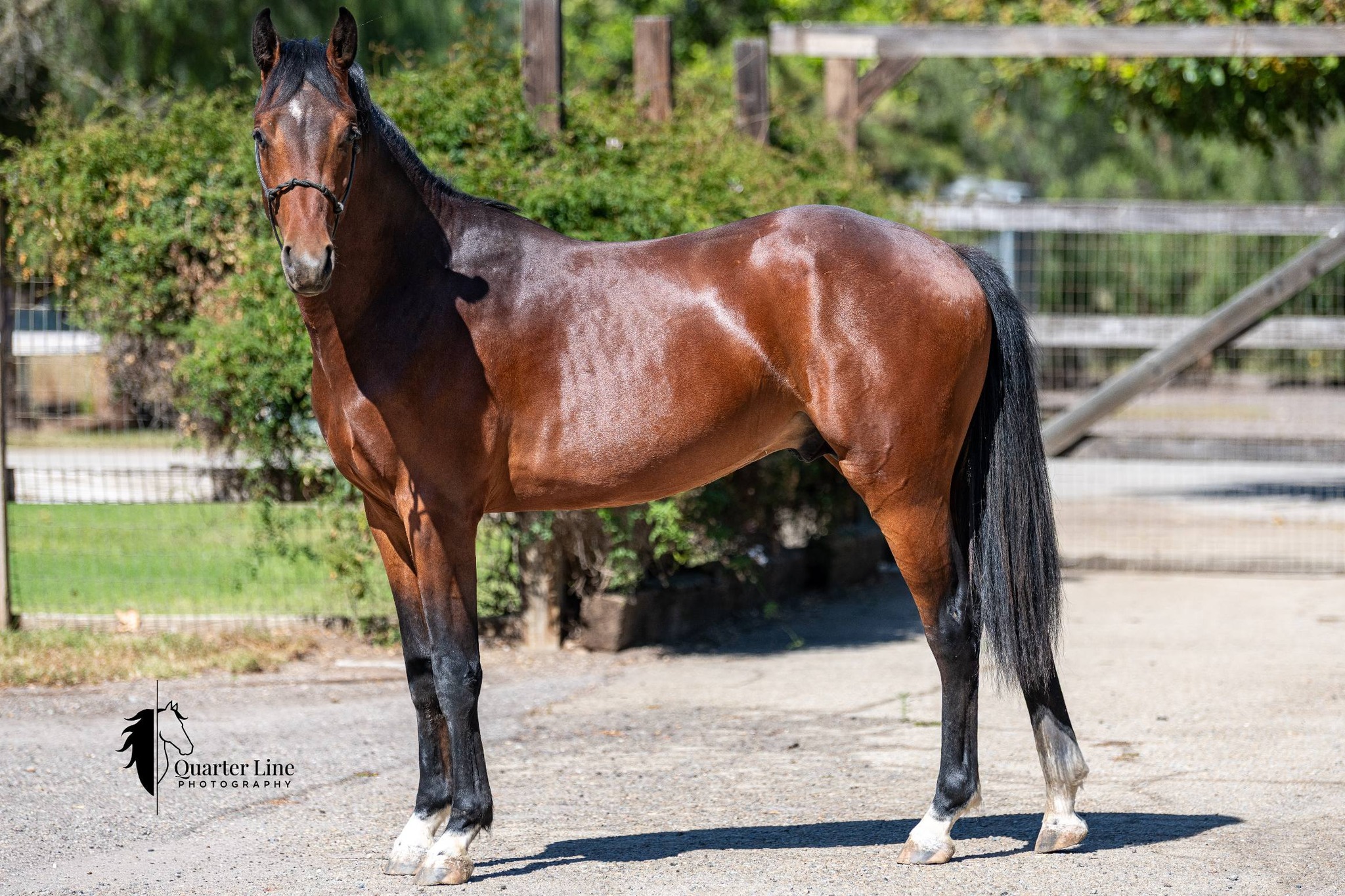 MOUNTAIN MEADOWS SIMPLY SENSATIONAL (HOF) - AMHR/ASPC (hardship