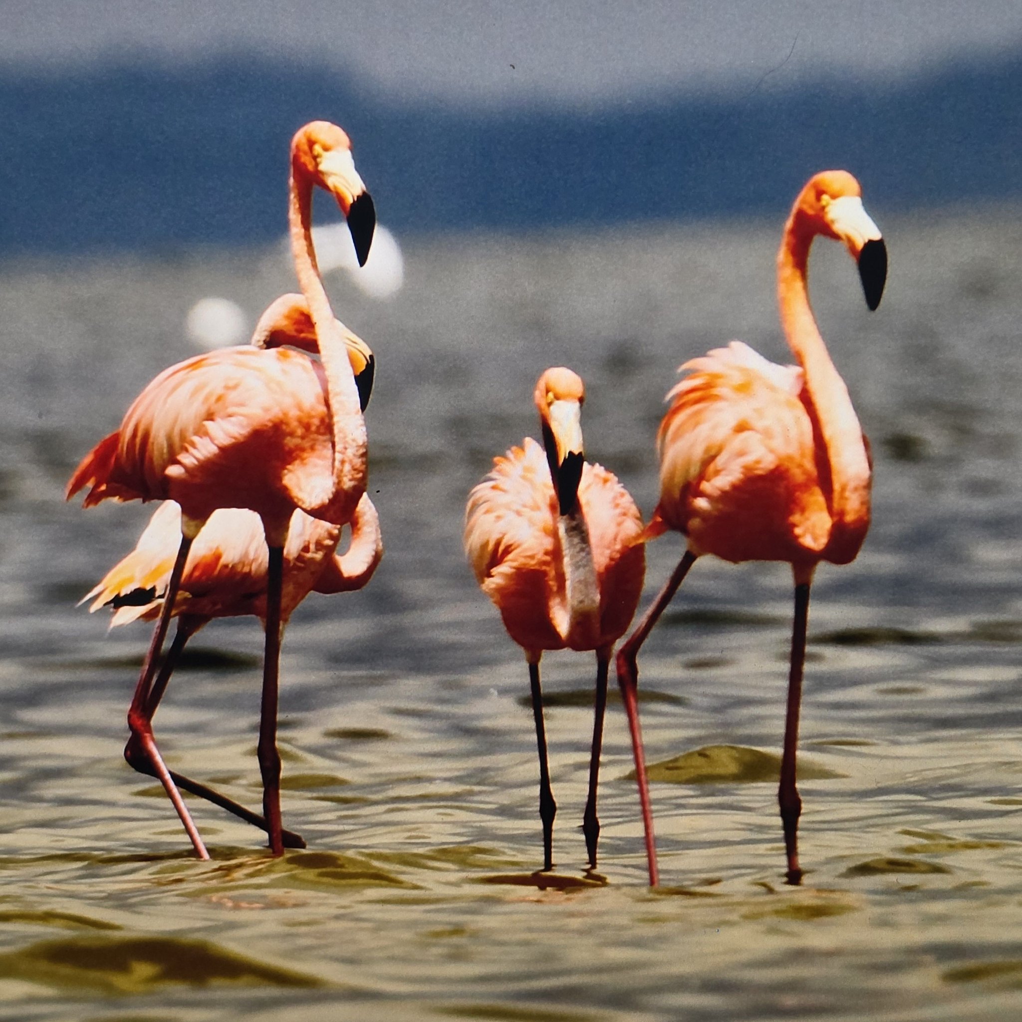 Beautiful shot of two of the estimated 100 wild flamingos in all