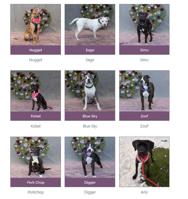 Urgent dogs at risk of euthanasia in Philadelphia