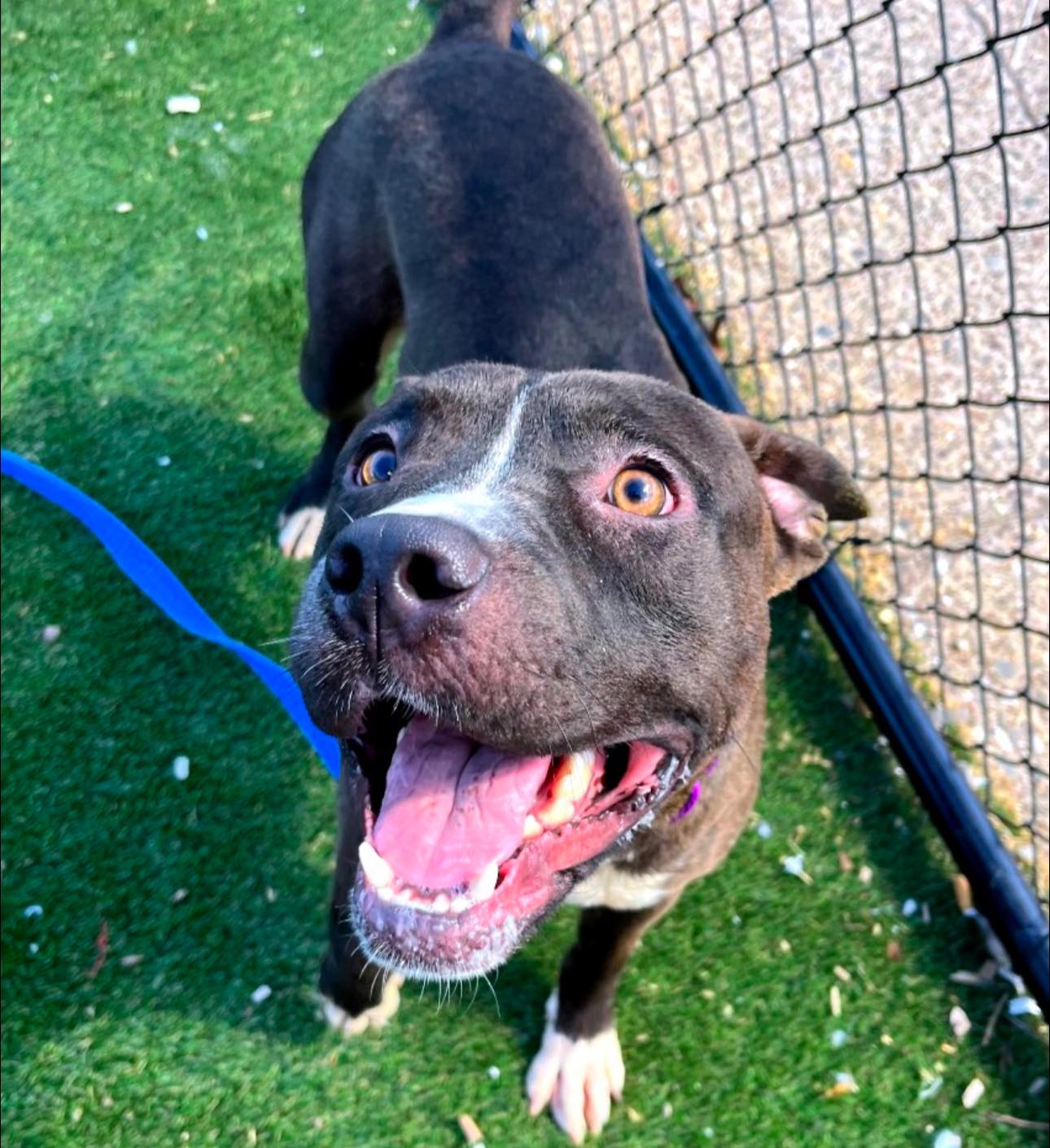 How to save Suarez from euthanization at ACCT Philly?