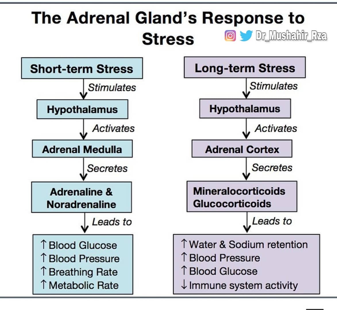 My Med Pharma - The adrenal gland response to stress.
