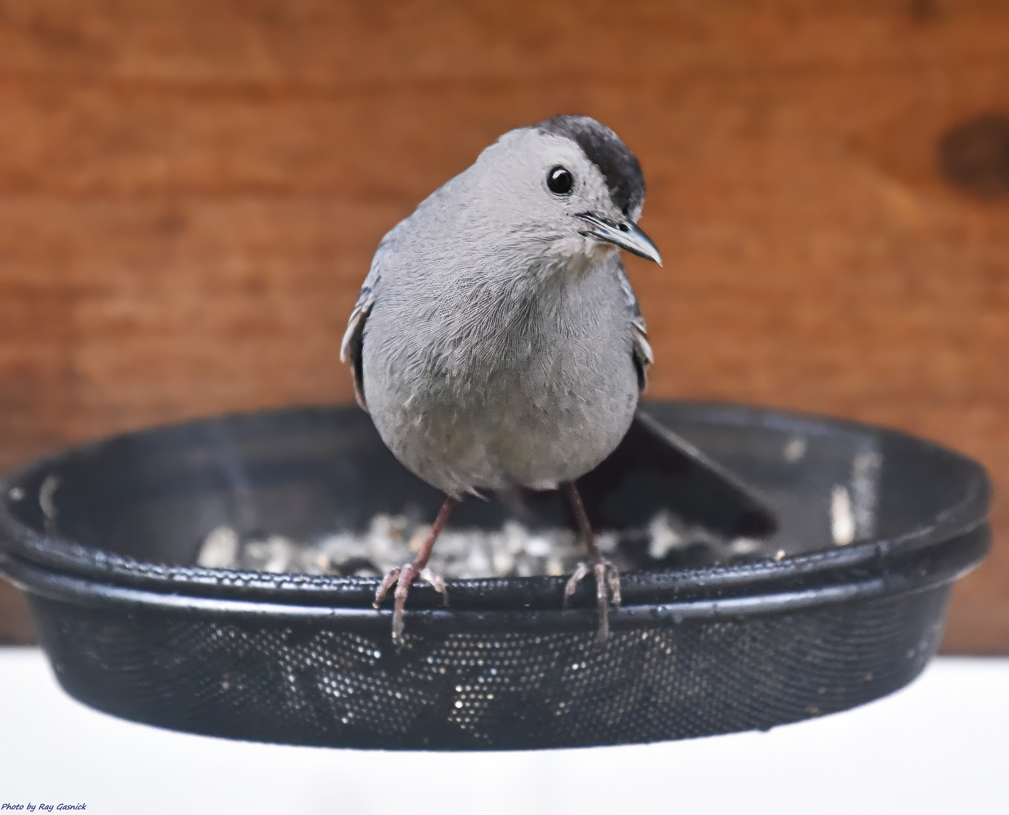 Grey catbird spotted in West Windsor, NJ