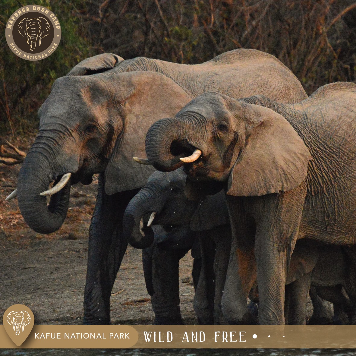 Did you know that: At first, baby... - Mapunga Bush Camp