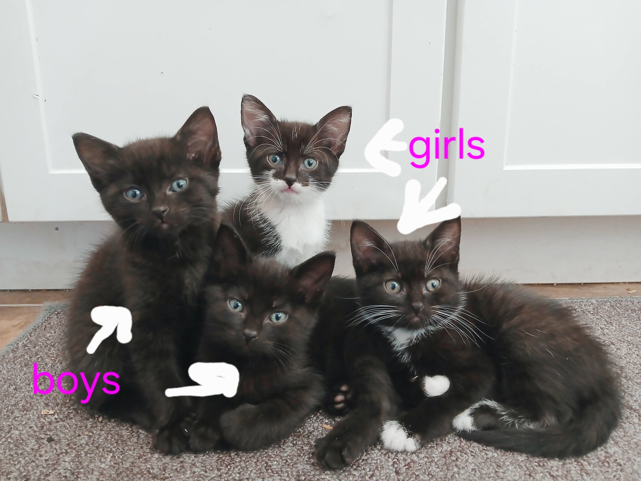 Washington Cat Adoption, Rehoming and Foster | Facebook display picture 1