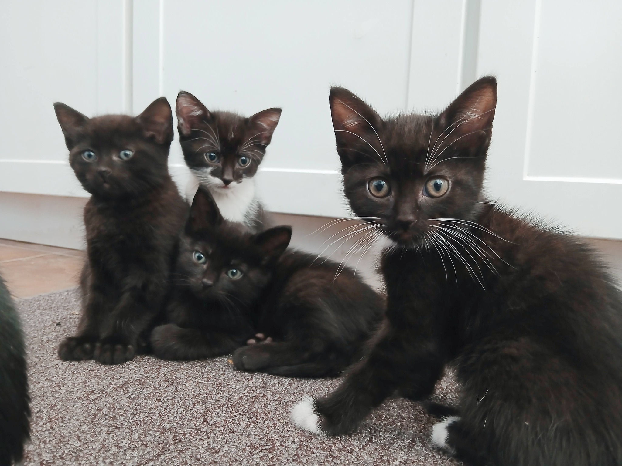Washington Cat Adoption, Rehoming and Foster | Facebook display picture 1