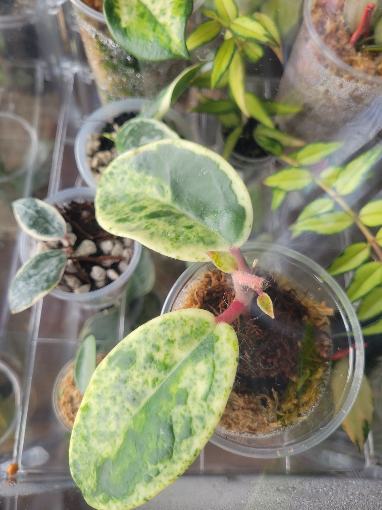 Hoya Madara Snow Angel cuttings grow new leaves